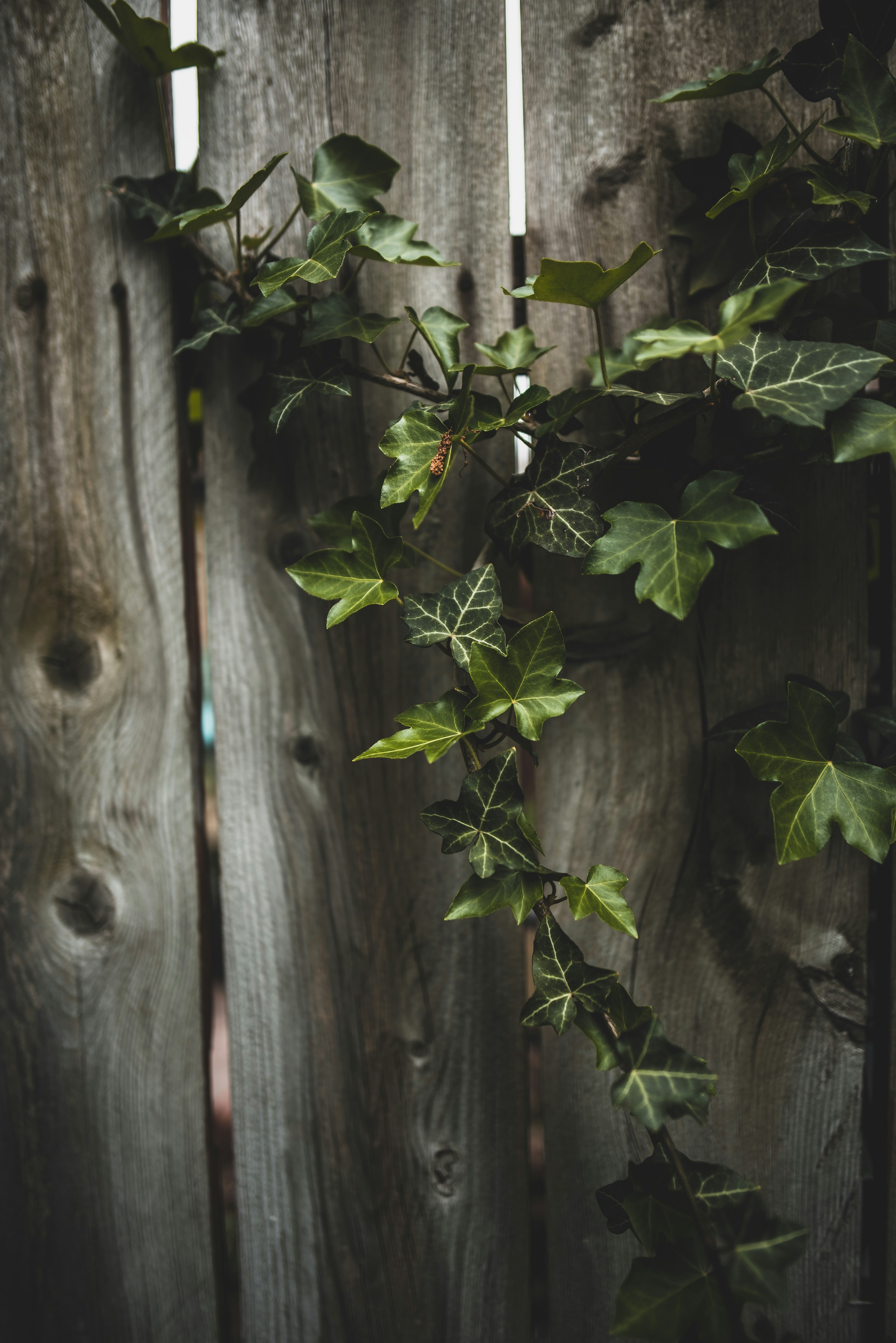 green plants